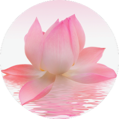 Lotus Blume