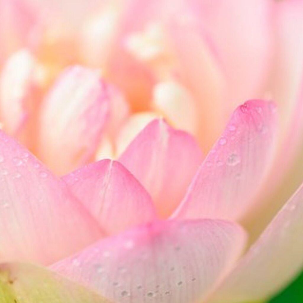 Lotus Liebe